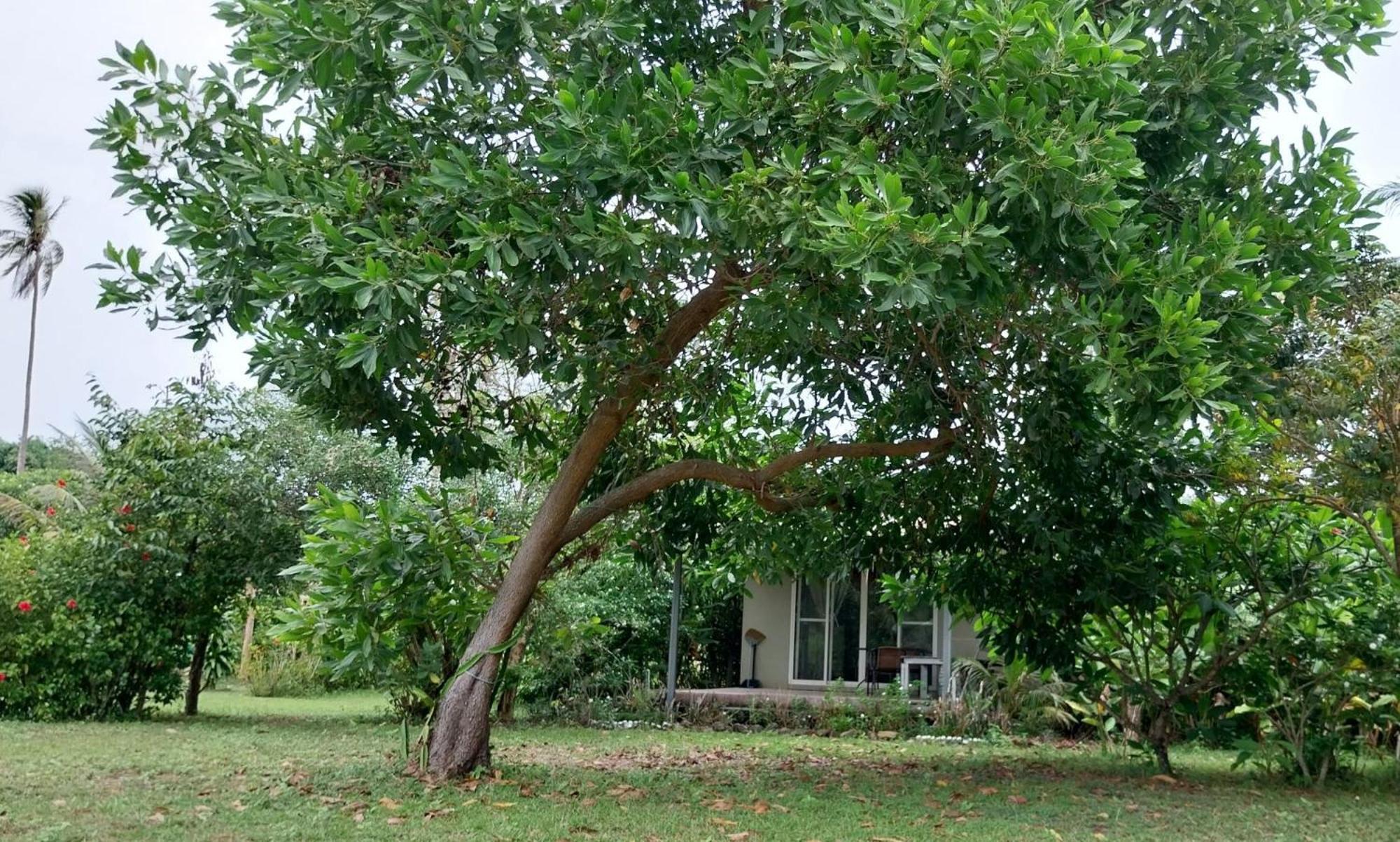 Naivacha Tent Koh Mak Exterior foto